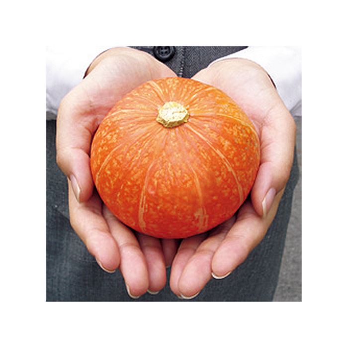 ミニカボチャ 朱姫｜種（タネ）,球根,苗,資材,ガーデニンググッズの