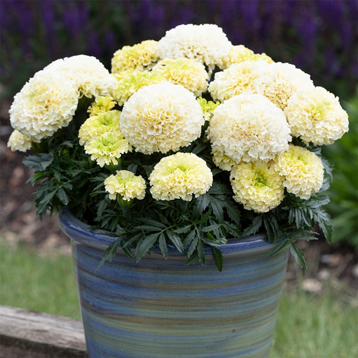 マリーゴールド ホワイトゴールド ミニ｜種（タネ）,球根,苗,資材