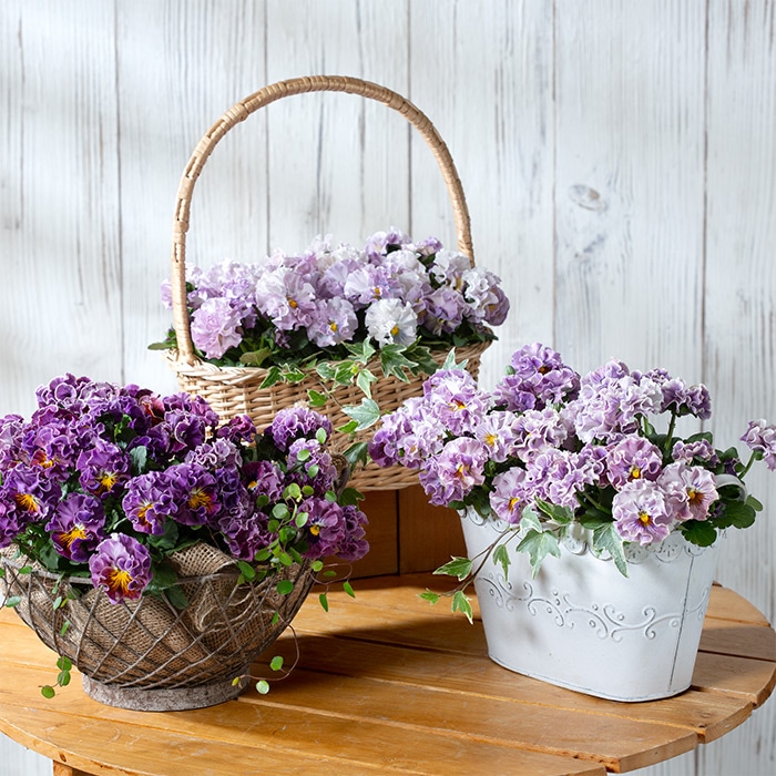 ビオラ ポンゼヴェールCOCO チェリーピンク｜種（タネ）,球根,苗,資材