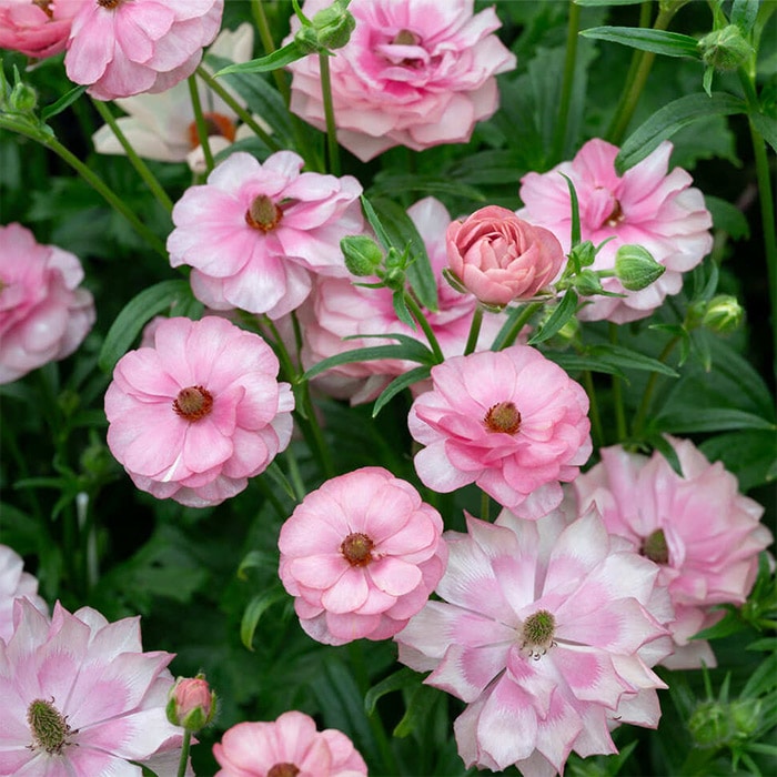 ラナンキュラス ラックス ヘラ｜種（タネ）,球根,苗,資材,ガーデニング