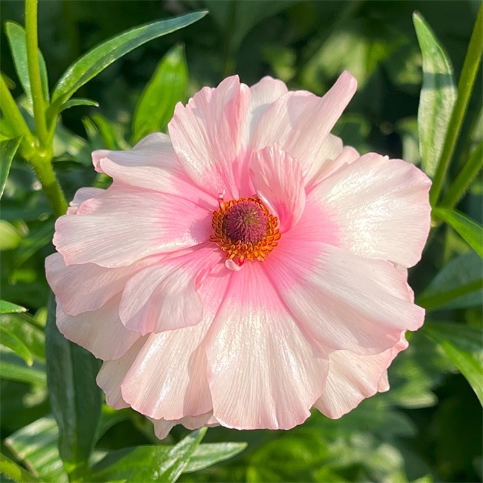 ラナンキュラス ラックス ルージュセット｜種（タネ）,球根,苗,資材