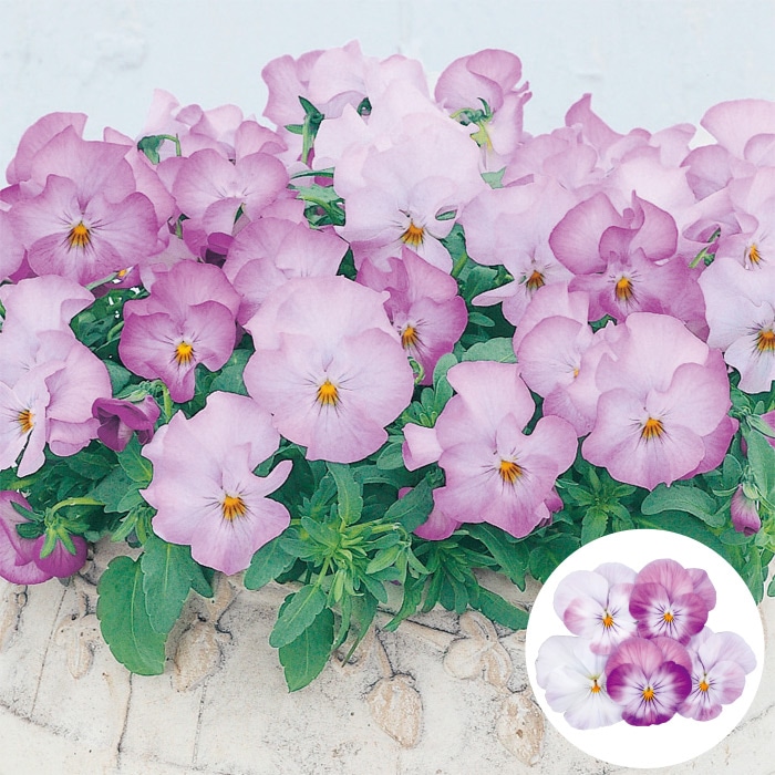 パンジー よく咲くスミレ 10種セット｜種（タネ）,球根,苗,資材