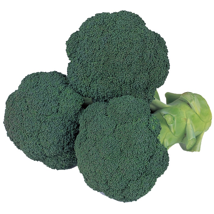 ブロッコリー種子 ピクセル コート種子5000粒×2ケ ブロッコリー種子