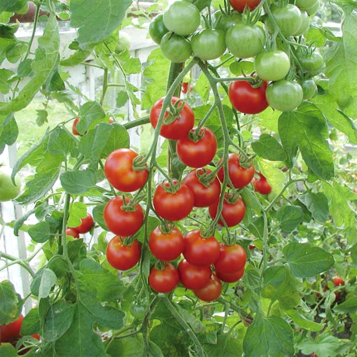 有機種子 ミニトマト ラウンドレッド｜種（タネ）,球根,苗,資材