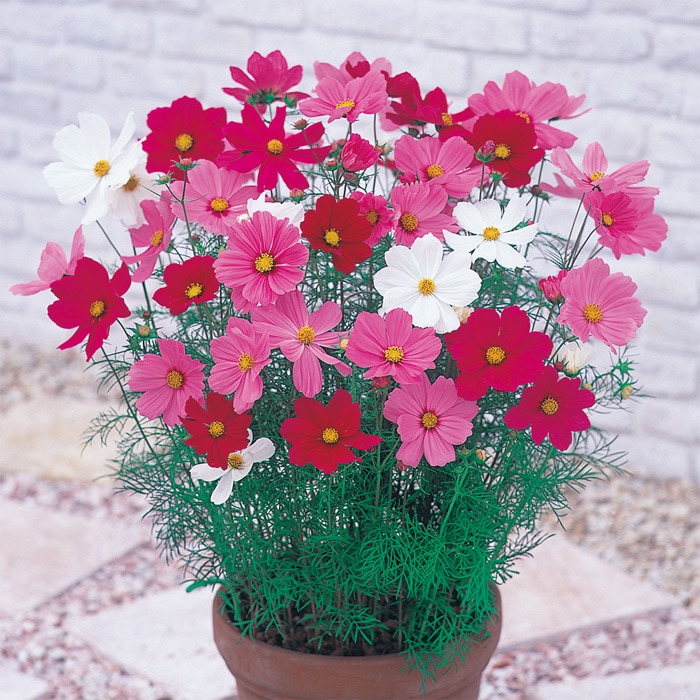 コスモス ドワーフ センセーション ミックス｜種（タネ）,球根,苗,資材