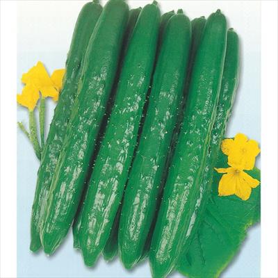 キュウリの検索結果｜種（タネ）,球根,苗,資材,ガーデニンググッズの