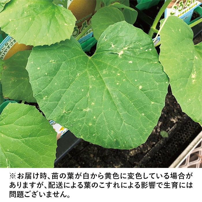 ネットメロン ころたん（R） 自根苗｜種（タネ）,球根,苗,資材