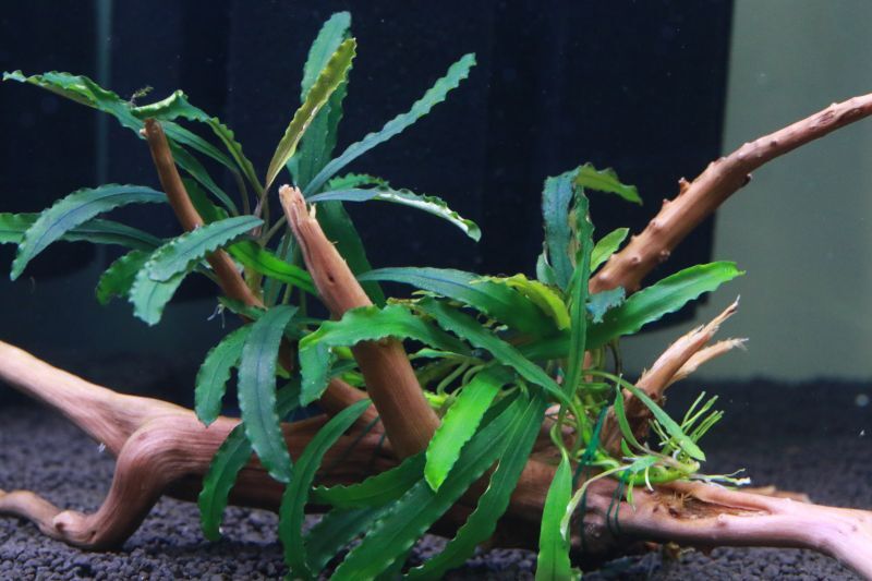 ブセファランドラ