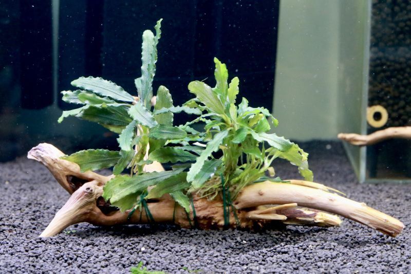 ブセファランドラ