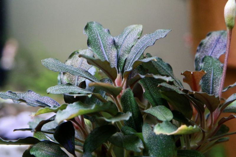 ブセファランドラ