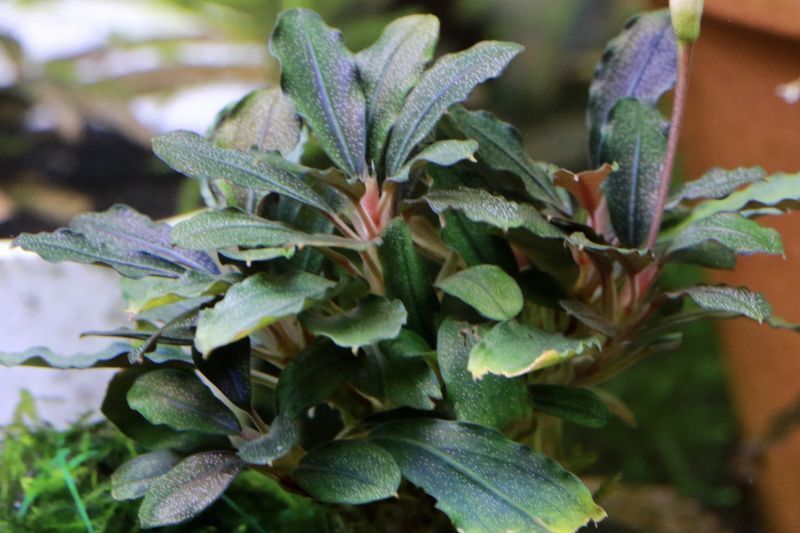 ブセファランドラ