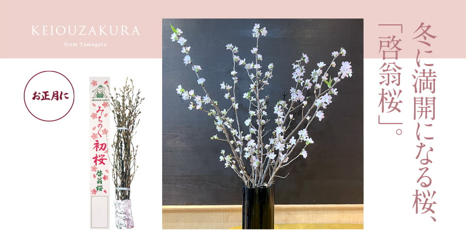 啓翁桜｜山形のさくらんぼ通販なら「佐藤錦」オンラインショップ