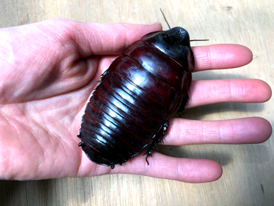 世界最大のゴキブリ「ヨロイモグラゴキブリ」巨大なゴキブリ!?激レア!!