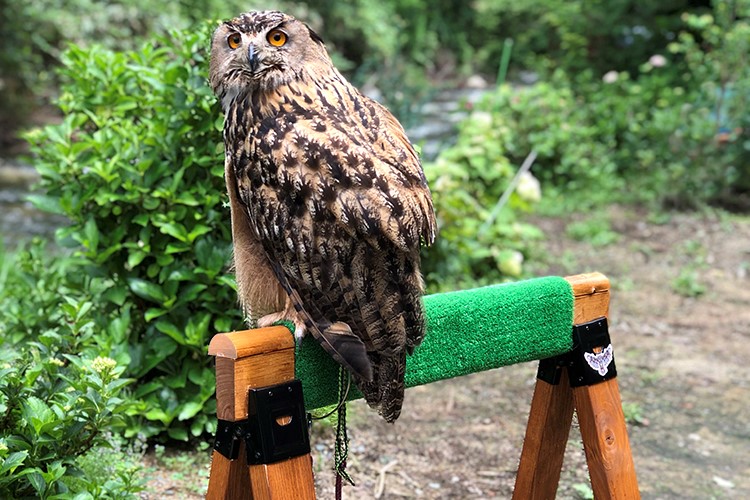 これなら簡単！ソーホースブラケットで持ち運びも楽なミミズクの止まり