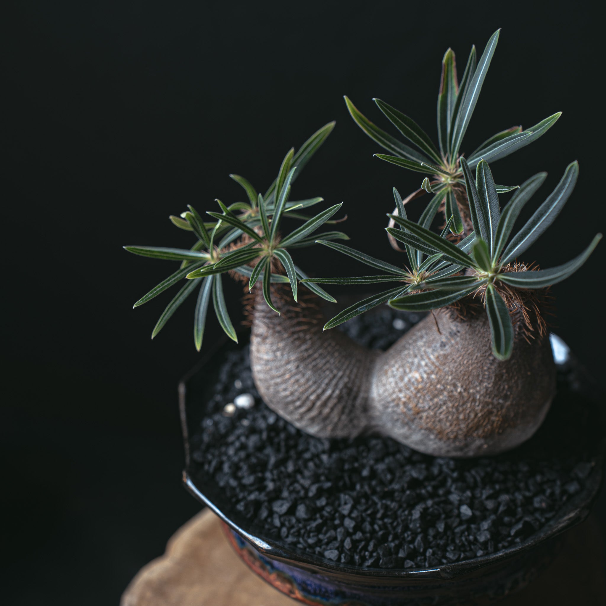 パキポディウム グラキリス二頭 闇炎植栽 – Sigma Plants