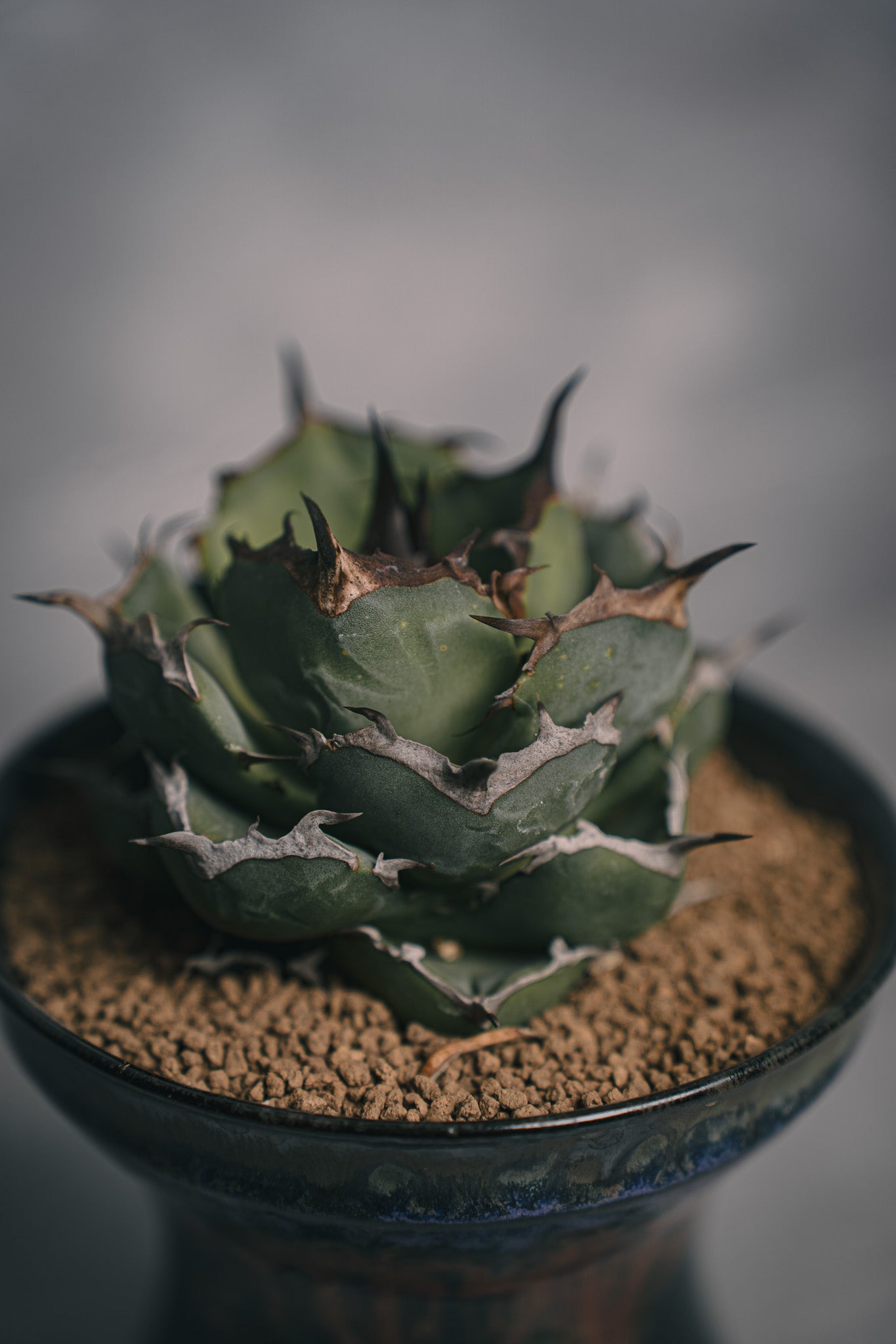 アガベ チタノタ ノーネームHIUCHI 闇炎 植栽 – Sigma Plants