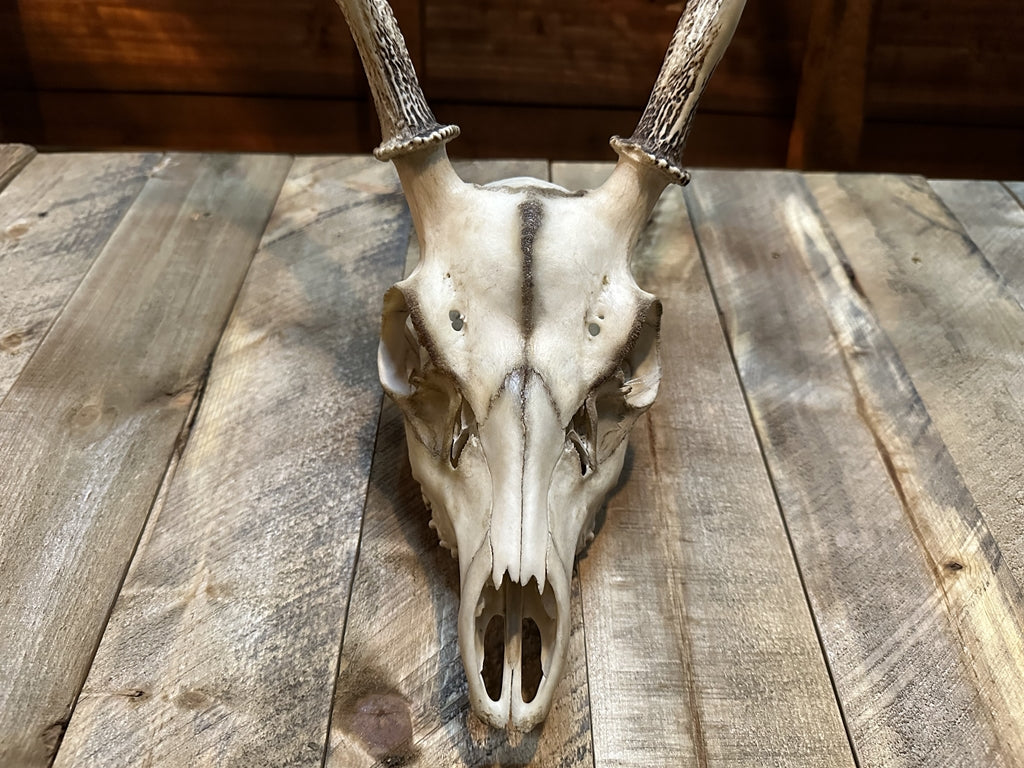 リアル鹿スカルヘッド – ブレットジャパン オンラインストア