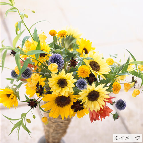 ひまわり・F1サンリッチ(R)混合| 種・苗・ガーデニング用品の【タキイ