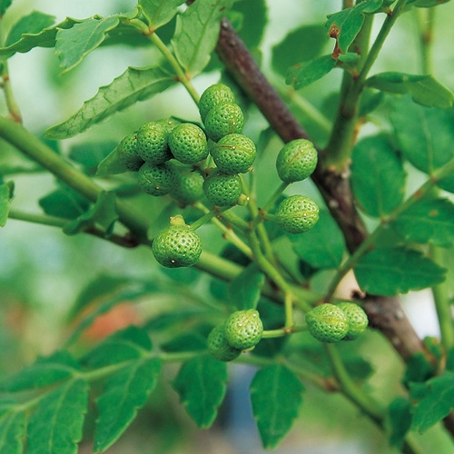 朝倉山椒| 種・苗・ガーデニング用品の【タキイネット通販】