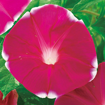 朝顔・平安の暁| 種・苗・ガーデニング用品の【タキイネット通販】