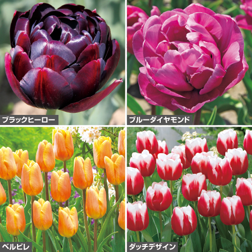 切り花向き人気チューリップ セット| 種・苗・ガーデニング用品の