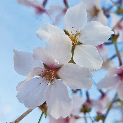 サクラ・しだれ富士桜| 種・苗・ガーデニング用品の【タキイネット通販】