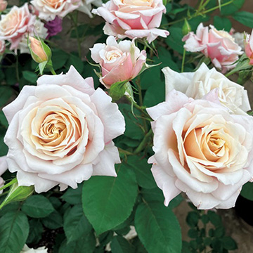 バラ・希成 農水省品種登録出願中(品種名:KEIHAKINARI)| 種・苗