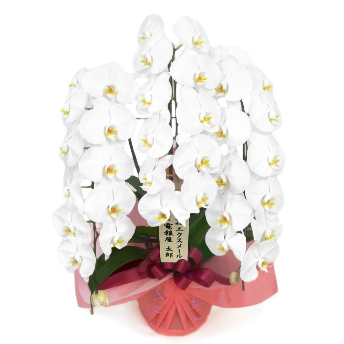大輪胡蝶蘭 3本立 ハイグレード 白/ピンク 36輪以上 お祝い 花