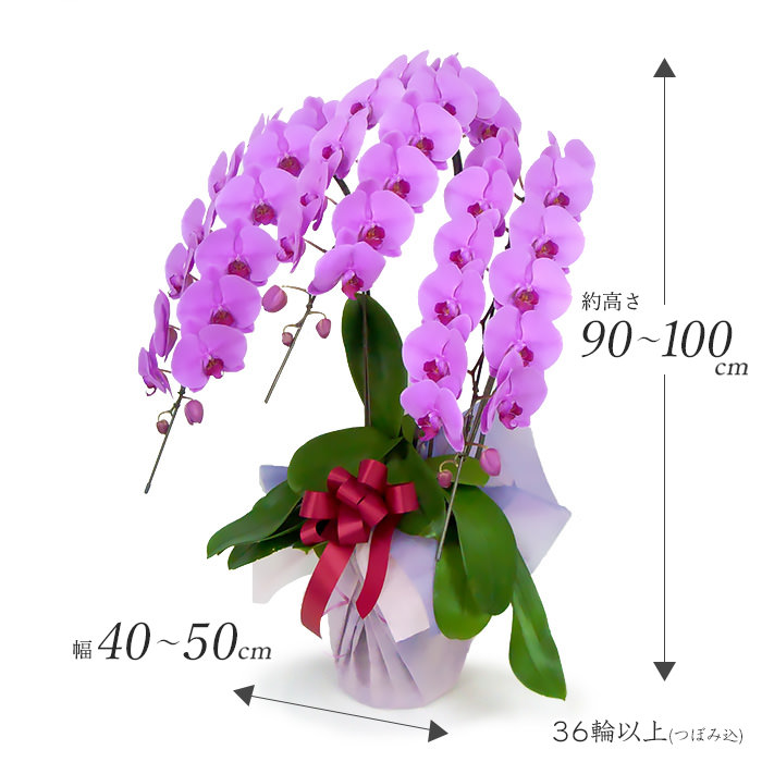 大輪胡蝶蘭 3本立 ハイグレード 白/ピンク 36輪以上 お祝い 花