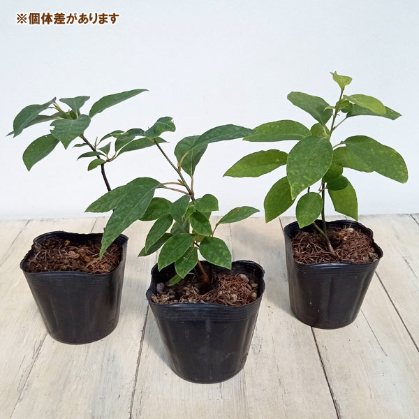 花木 庭木の苗 クロモジ（黒文字） 3.5号ポット : 園芸ネット - 通販
