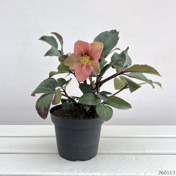 クリスマスローズ 原種のおすすめ人気商品一覧 通販 - Yahoo!ショッピング