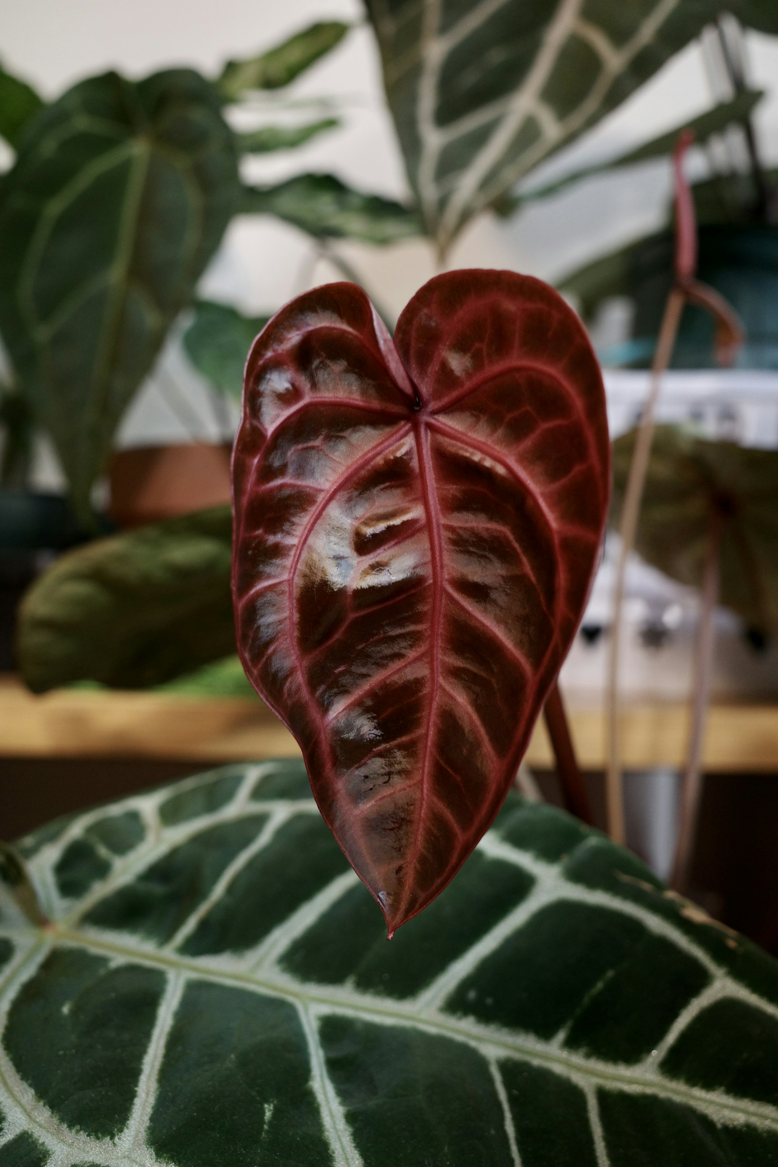 MonsteraX Marketplace | Anthurium docblock 'scarlet' x select pap