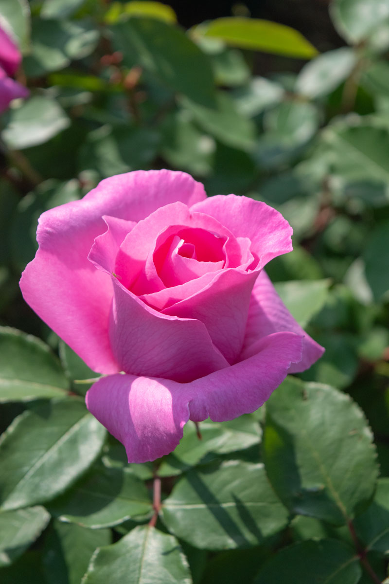 ザ マッカートニー ローズ ｜バラ苗の通販の篠宮バラ園