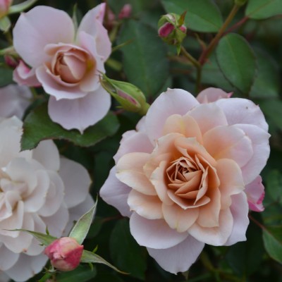 ブラウン | 篠宮バラ園