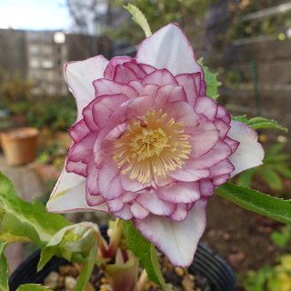 クリスマスローズ 最新花！多弁系ディープワイン 加藤農園 クリスマス