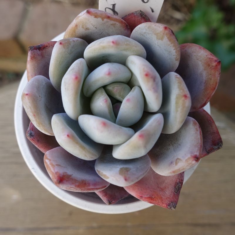 ラ・コロ 【サボテン相談室産】 - クリスマスローズ・多肉shop 涼花