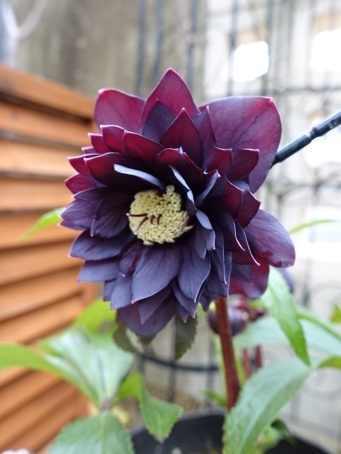 ブラックマジック（整形タイプ）×ブラックマジック☆クリスマスローズ