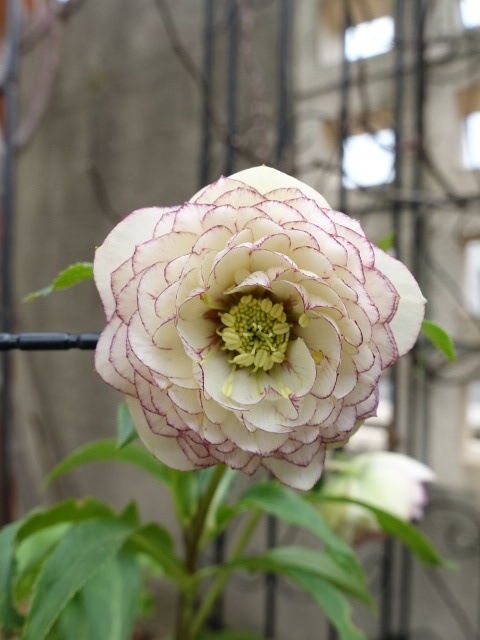 加藤農園 dd アフロディーテ 小輪タイプ ピコティ - クリスマスローズ