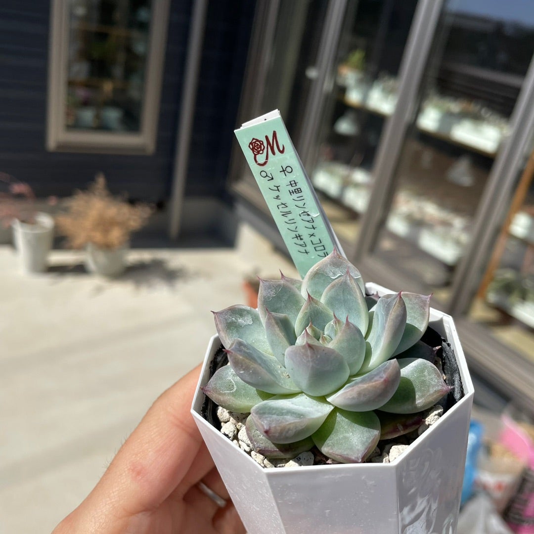 多肉】Miyaさん苗、なんでこんな綺麗なんだ… | アクセルさんの植物記録