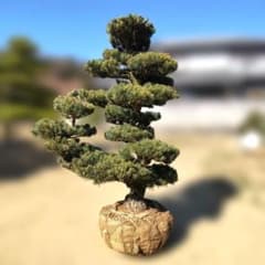 五葉松 八房 ◇ 超破格値! 引取限定 - メルカリ