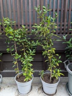 準絶滅危惧種】日本最古の柑橘である大和橘1本（左側の低木） - メルカリ