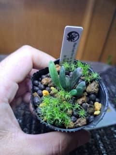 熱帯植物 シダ 希少 Haplopteris heterophylla コケ有 - メルカリ