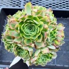 m24564061354_1.jpg?1710853559