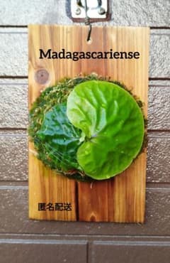 Madagascariense (oc)株分 NO.28 マダガスカリエンセ - メルカリ