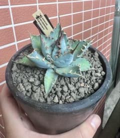 アガベハイブリッド BB×エボリスピナ仔株（ジェレミー株） - メルカリ