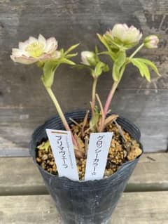 プリマヴェーラ×グロッシー 加藤農園 - メルカリ