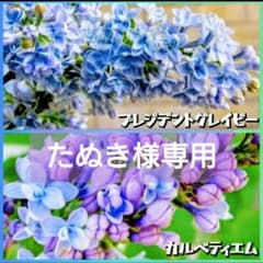 たぬき様専用【八重咲き】ライラック『プレジデントグレイビー