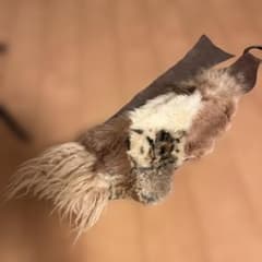 N*様 goa リアルファーベルト - メルカリ