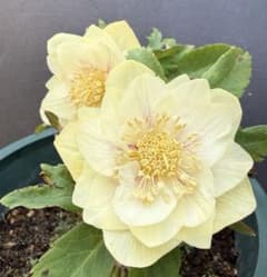 クリスマスローズ 開花株 充実大株 ddゴールド 6号 広瀬園芸 未株分