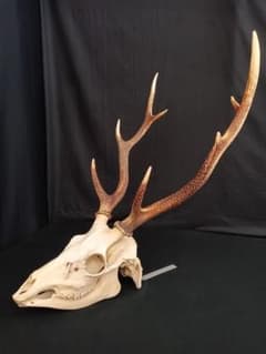 大型 角付頭骨標本】種名ニホンジカ オス 60Kg - メルカリ